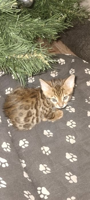 Продажа котят бенгалы
