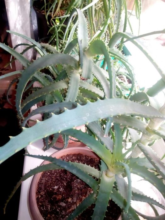 Продам алоэ лечебный