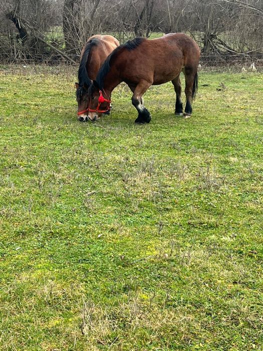 Cai de vânzare detalii în privat
