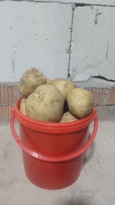 картошка домашняя