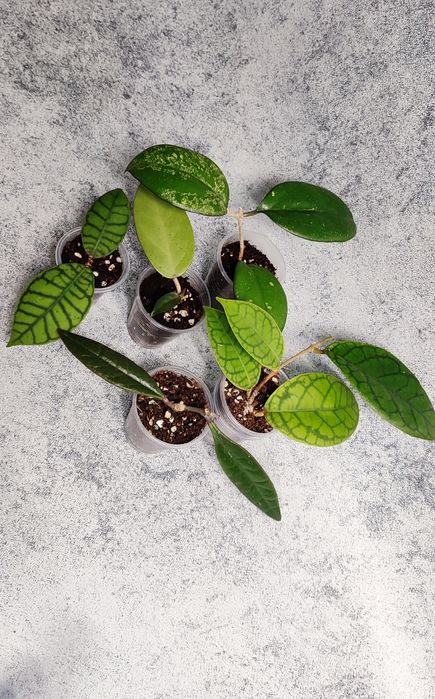 Хойи Караганда , наборы хой