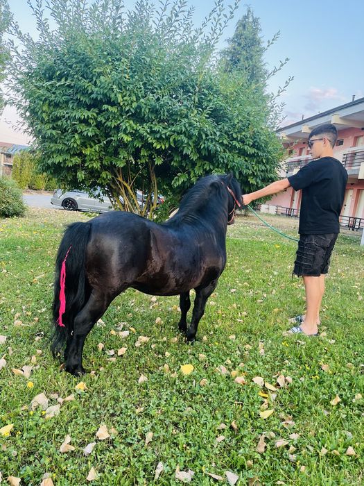 Ponei De vanzare sau pentru monta