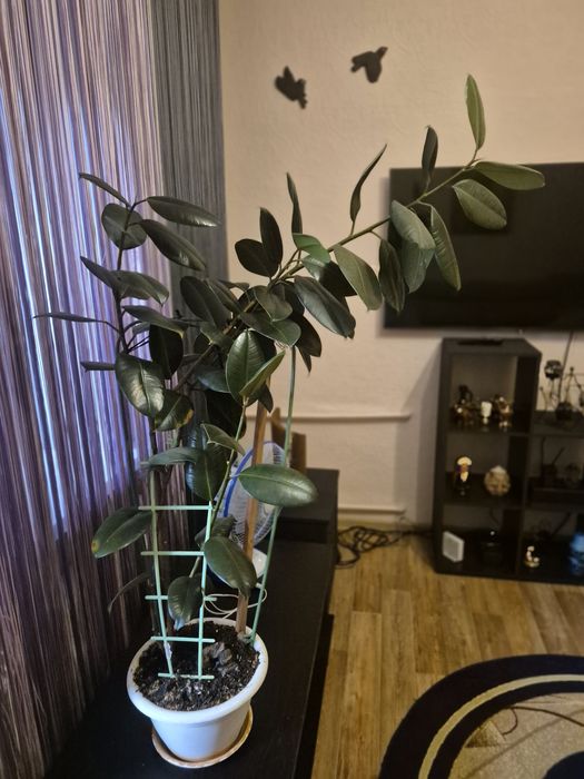 Продам Фикус Эластика домой или в офис