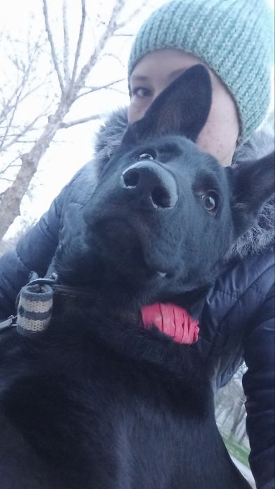 Вязка Восточно-европейская Овчарка КОБЕЛЬ