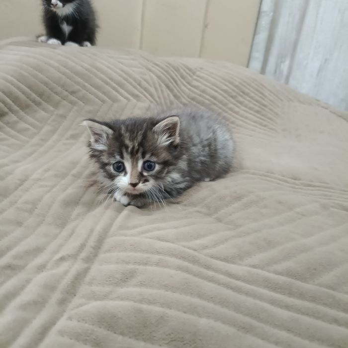 СРОЧНО отдам котят