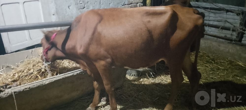 Ona bola sigir sotiladi kafolati bilan