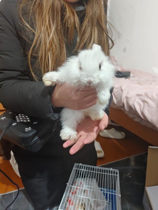 Кролик 2 айлық сатылады