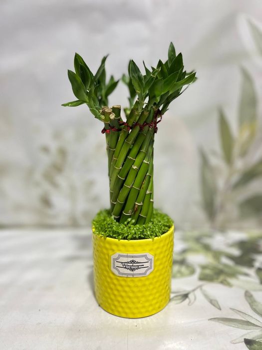 Бамбук, Рускус, Хамедорея и др