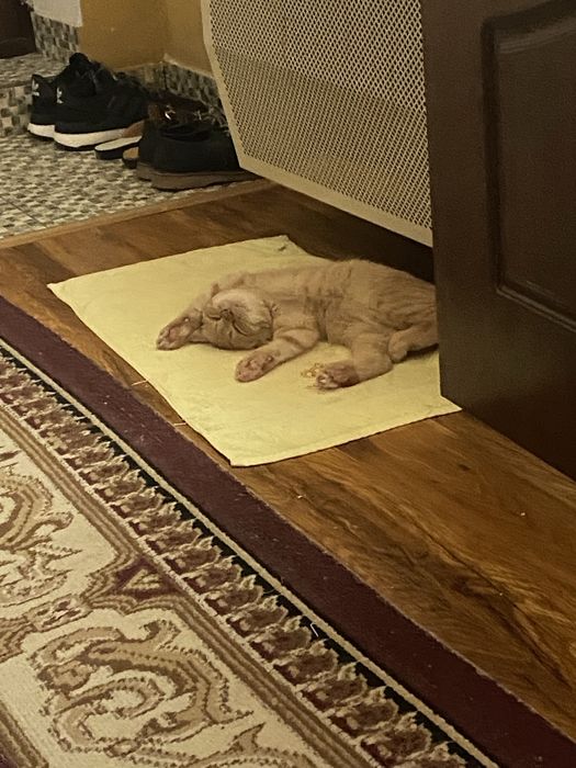 Скотиш фолд сотилади