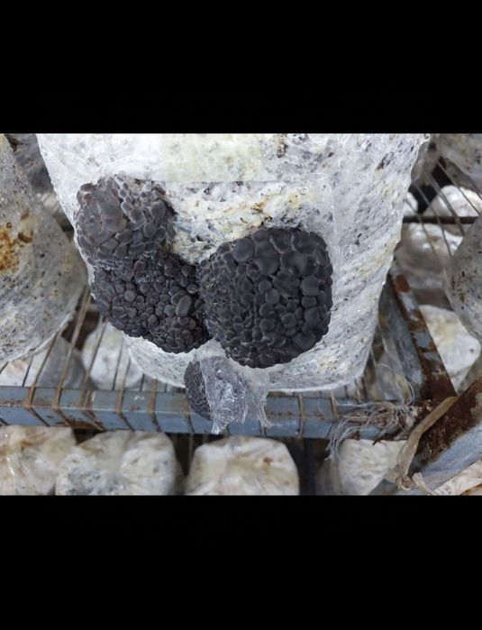 Veshinka Qoziqorin urugi orzon nrhda