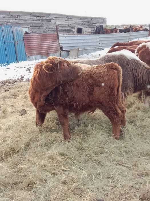 Продам бычок на племя