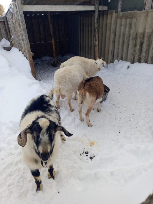 Продам коз. Четыре козы на продаже