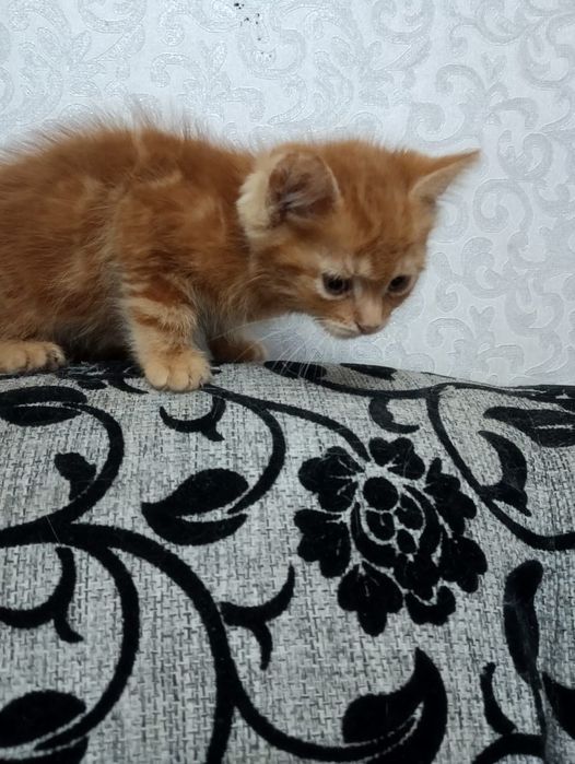 Срочно в добрые руки