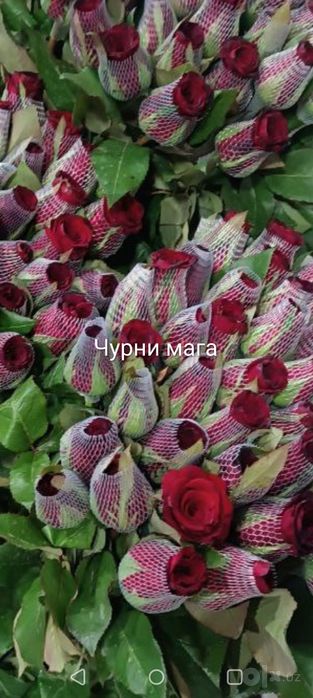 Дехкончилик ассортимент рангли Атиргул Кучатлари Сотилади
