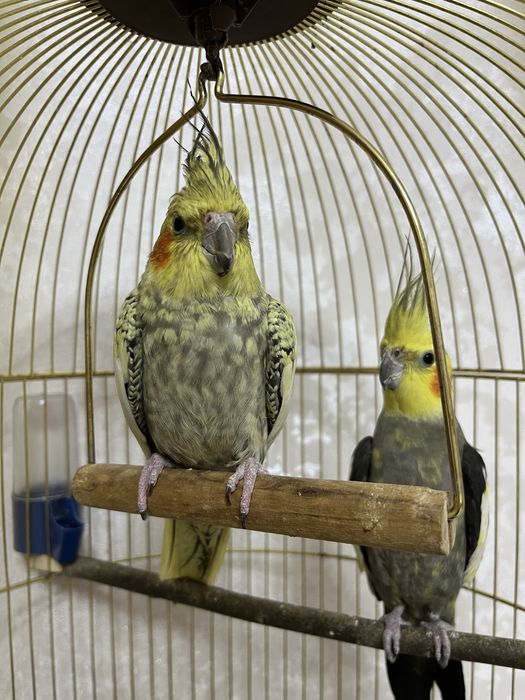 Попугай коррелы