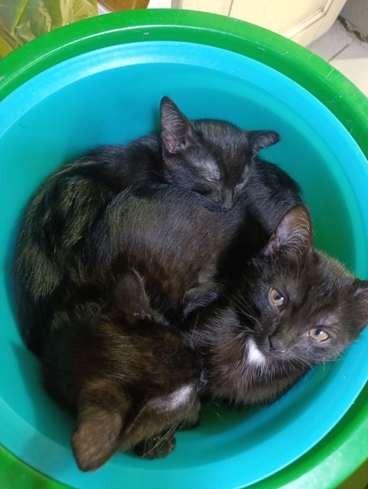Котята от сиамской мамы