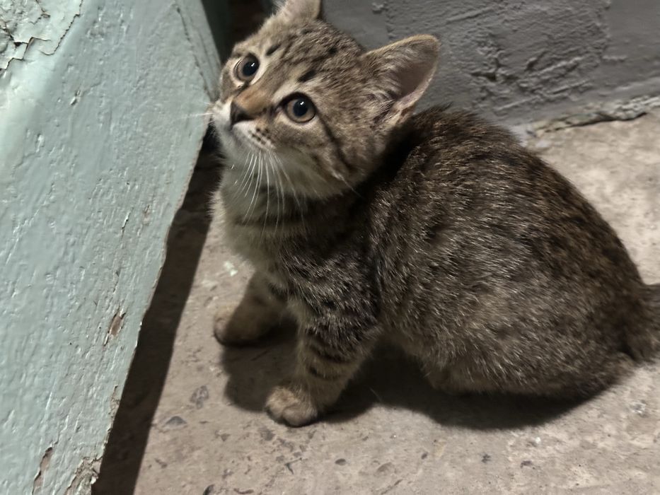 Отдаем котенка в хорошие руки