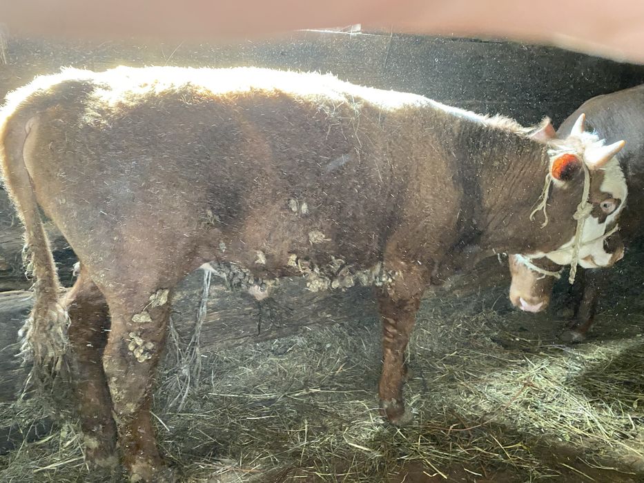 Откорм бычки, откорм бұқалар