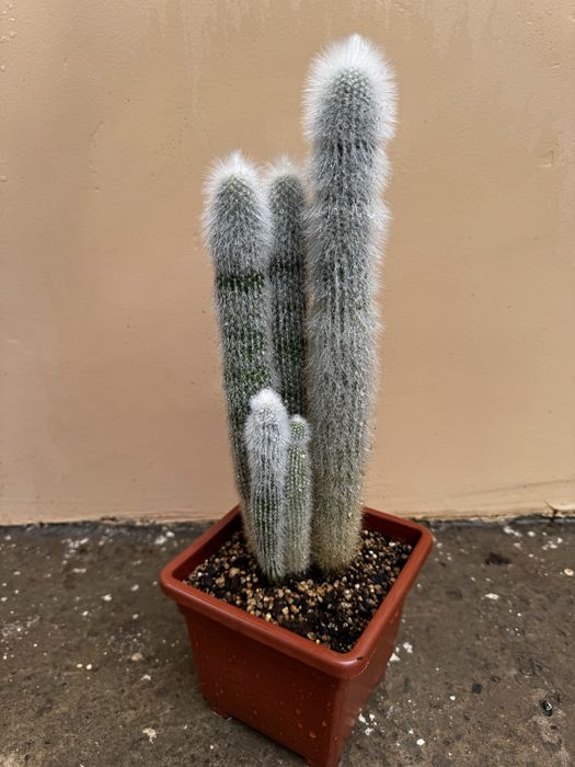 Кактус Cleistocactus strausii