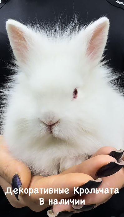 Декоративные Кролики
