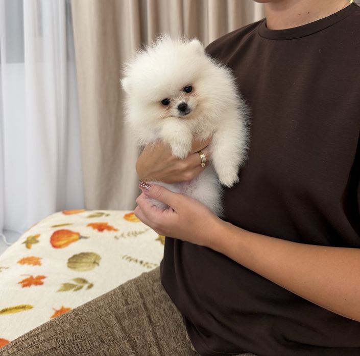 Fetita pomeranian mini Toy