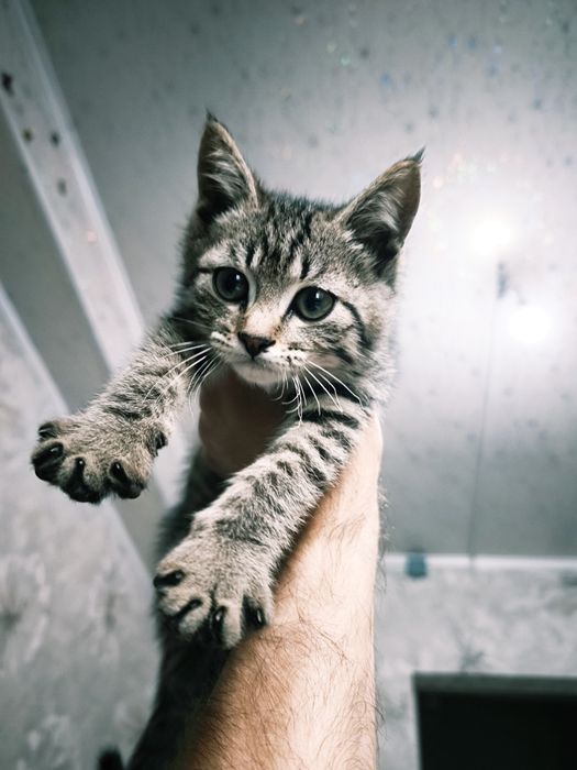 Отдаем ласкового котенка