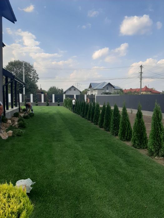 Tuia smarald columnaris biota Leylandy