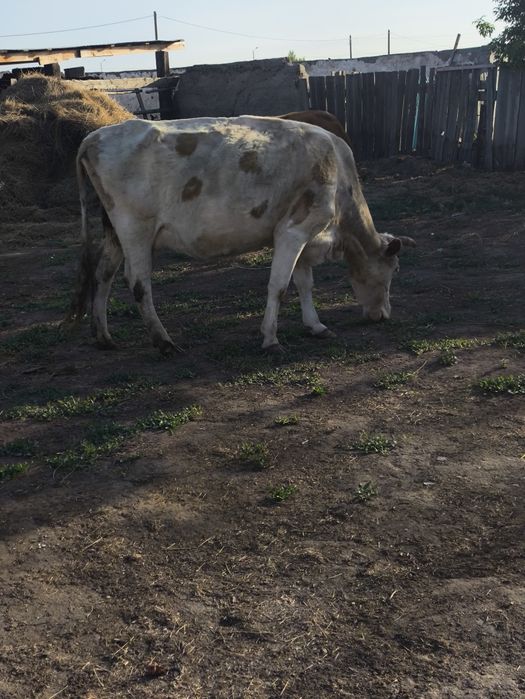 Продам дойных коров