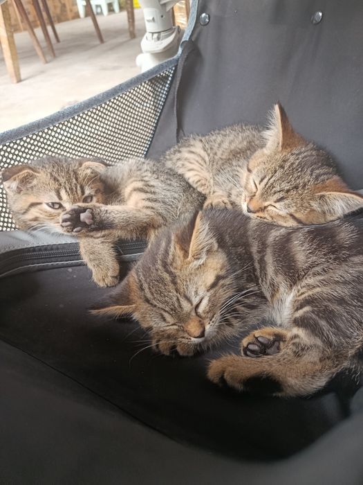 дитя скоттиш фолд