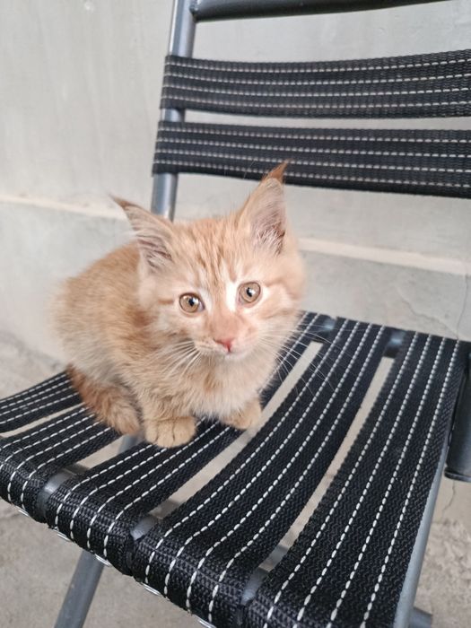 Котята  отдам хорошие руки