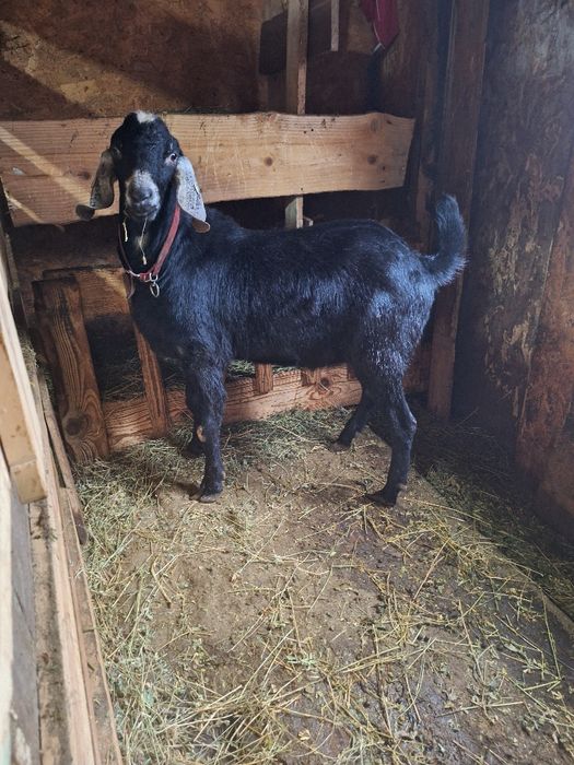 Vând 4 capre si un țap Anglonubiene