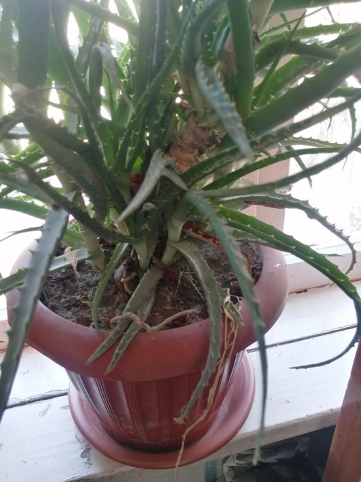 Алоэ кучатлари сотилади 25000