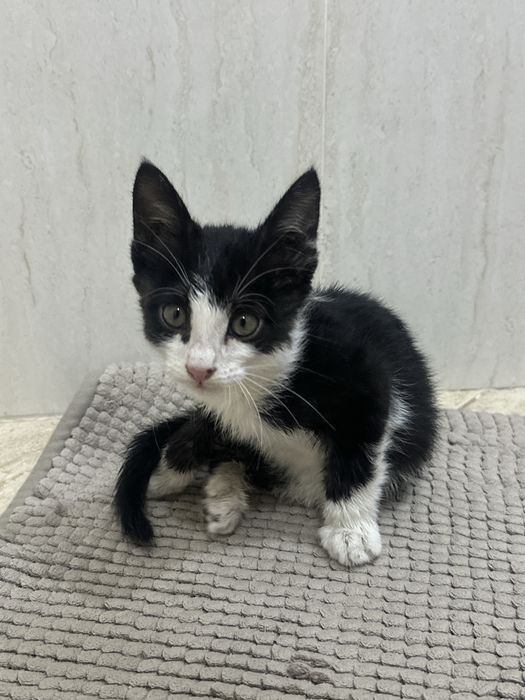 Котенок ищет дом