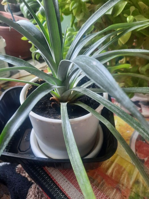 Цветы домашние разные