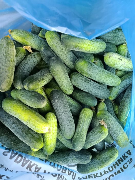 Продам. Огурцы посолочные мелкие