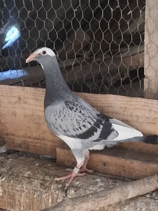 Pui ..porumbei..