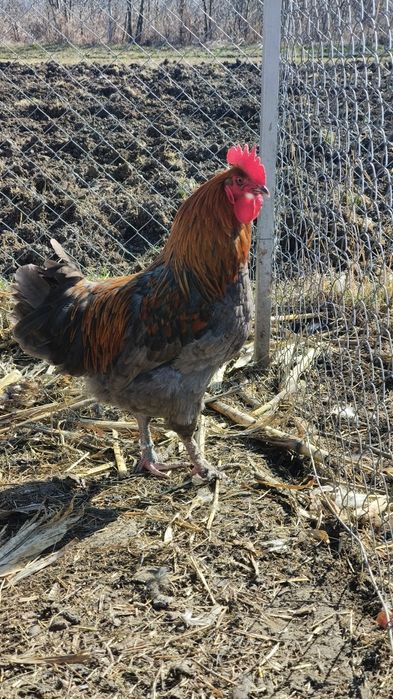 Oua de gaini pt incubator