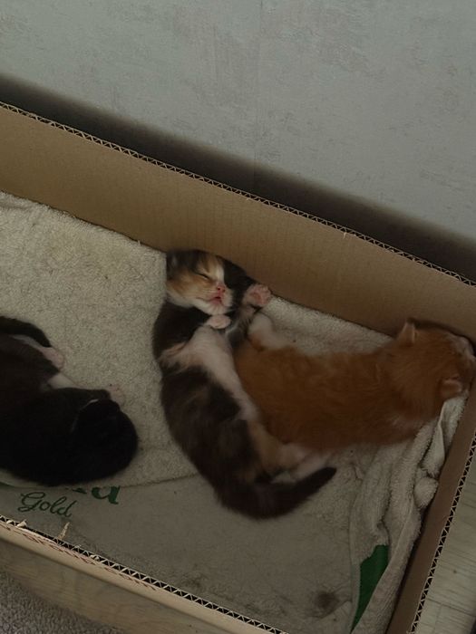 Отдам котят в добрые руки