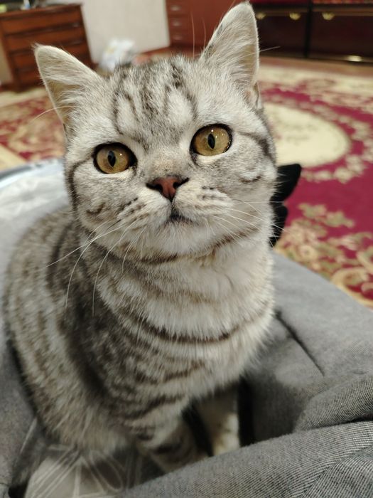 Кот скотиш страйт