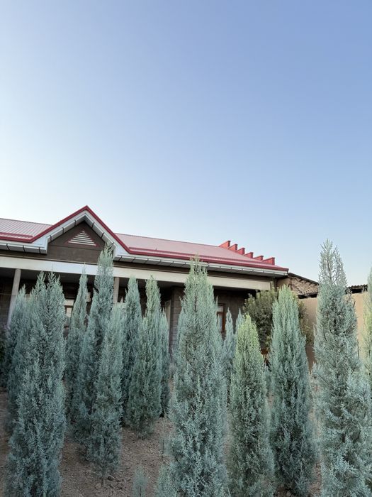 Arizoniskiy kiparis sotiladi toza italiya 20$dan 180$ gacha bor.