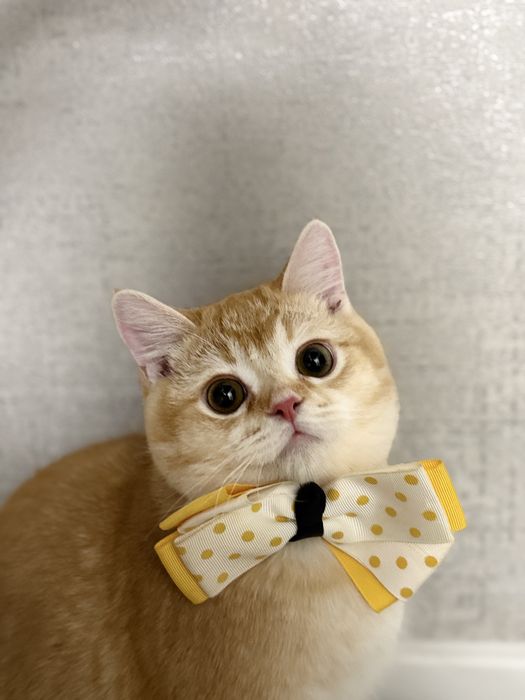 Кот шиншила голд