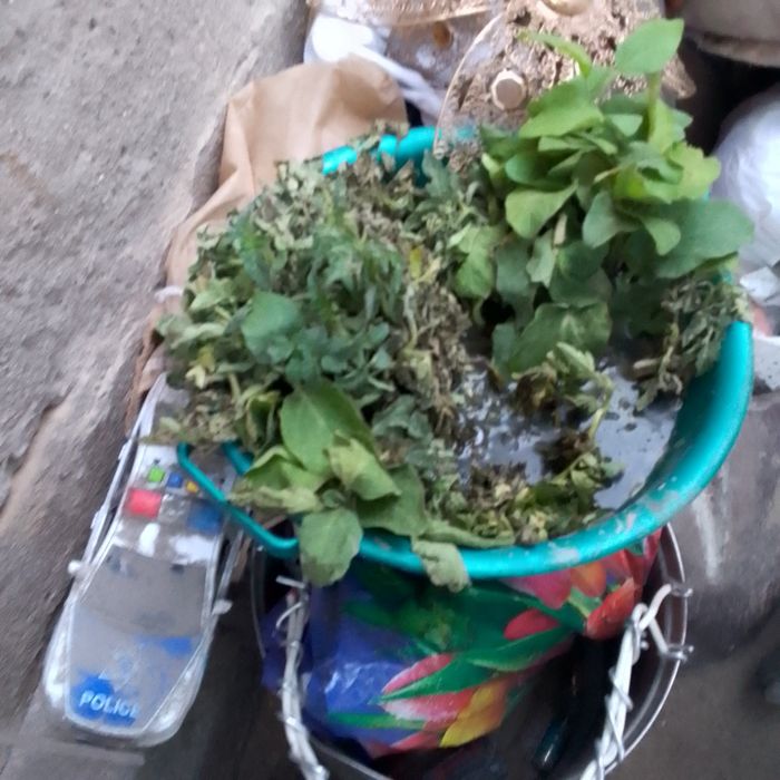Продаю рассаду 50тг 1шт