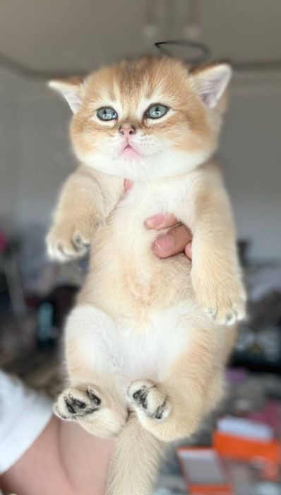 Золотая шиншилла