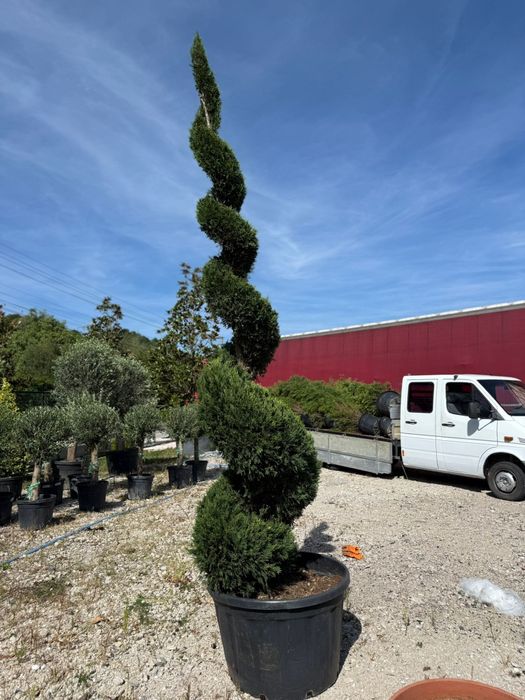 Spirale verzi întreținute aspect elegant