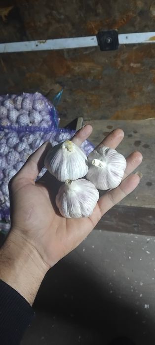 Vând arpagic [seminte de lucerna usturoi