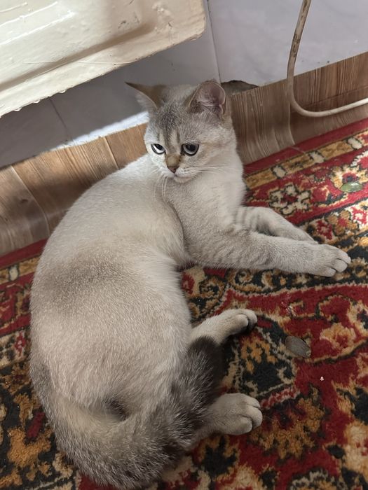 Кошка шотландская