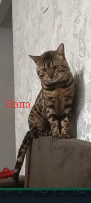 Бенгальские котята