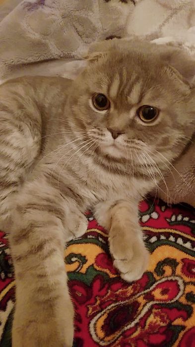 Мысық шотланская порода