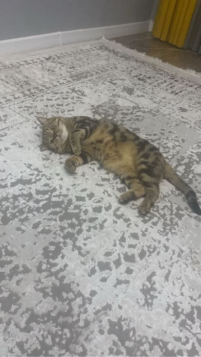 Кот возраст 3 год очень умный