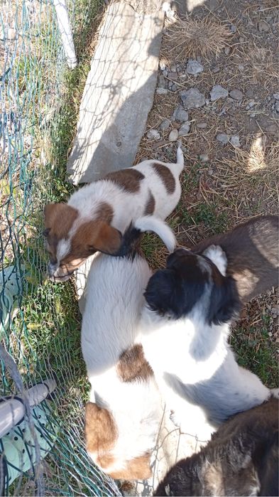 Catelusi donare